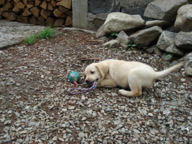 Vand urgent femela Labrador Retriever! - Pret | Preturi Vand urgent femela Labrador Retriever!