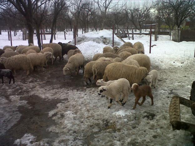 oi tigai si turcane de vanzare - Pret | Preturi oi tigai si turcane de vanzare