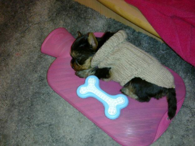 Yorkshire Terrier Mini Toy - Pret | Preturi Yorkshire Terrier Mini Toy