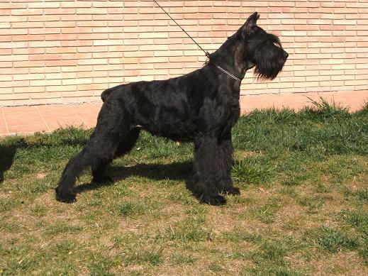 Vand catei Schnauzer Urias - Pret | Preturi Vand catei Schnauzer Urias