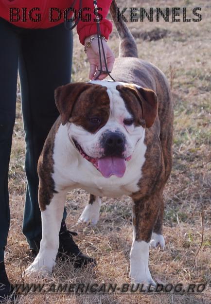 AMERICAN BULLDOG JONSON'S 100%PUI - Pret | Preturi AMERICAN BULLDOG JONSON'S 100%PUI