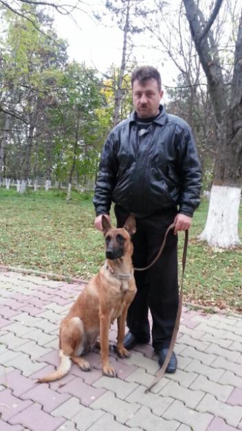 De vanzare Ciobanesc Belgian Malinois tatal puilor LUDWING STRESS - Pret | Preturi De vanzare Ciobanesc Belgian Malinois tatal puilor LUDWING STRESS