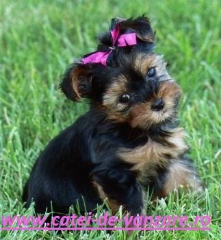 YORKSHIRE TERRIER SUPER TOY DE VANZARE la pret PROMOTIONAL - Pret | Preturi YORKSHIRE TERRIER SUPER TOY DE VANZARE la pret PROMOTIONAL