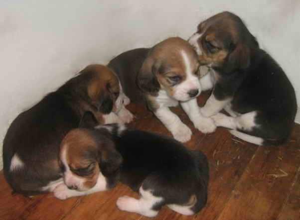 beagle tricolor - Pret | Preturi beagle tricolor