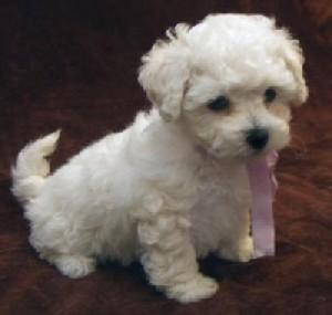 vand bichon frise talie mica - Pret | Preturi vand bichon frise talie mica