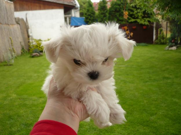 De vanzare pui Bichon Maltese - Pret | Preturi De vanzare pui Bichon Maltese