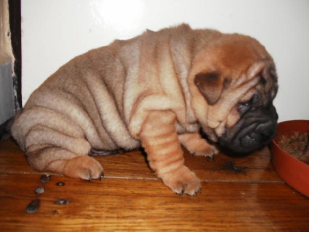 vand shar-pei - Pret | Preturi vand shar-pei