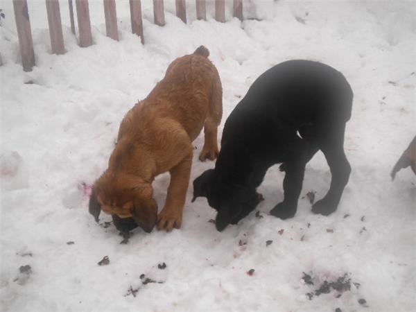 Cane Corso de vanzare - Pret | Preturi Cane Corso de vanzare