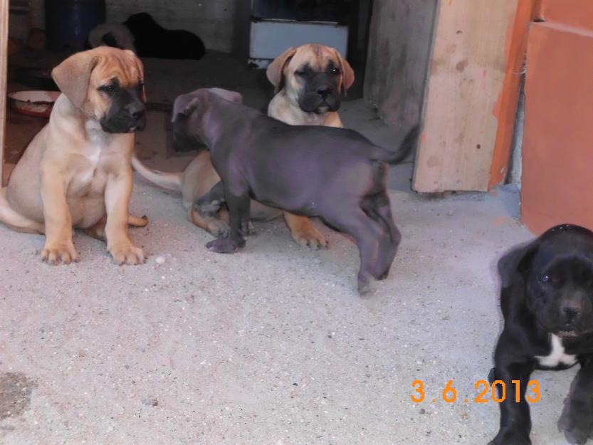 catei cane corso - Pret | Preturi catei cane corso