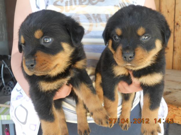 pui rottweiler rasa pura - Pret | Preturi pui rottweiler rasa pura