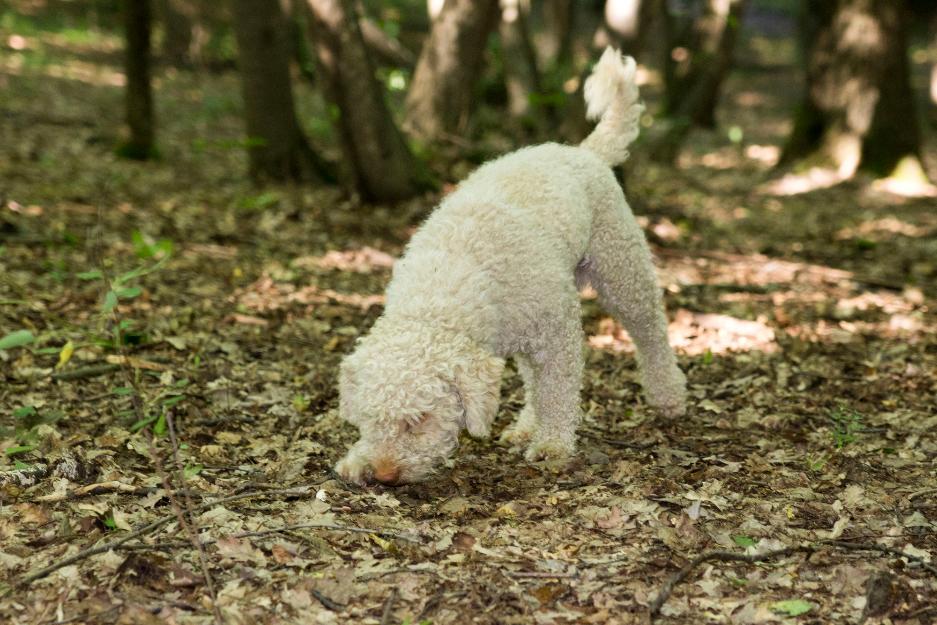 Vand Urgent Caine de trufe Lagotto Romagnolo - Pret | Preturi Vand Urgent Caine de trufe Lagotto Romagnolo