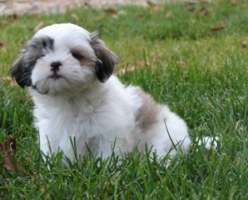 Shi - Tzu Oferta - Pret | Preturi Shi - Tzu Oferta