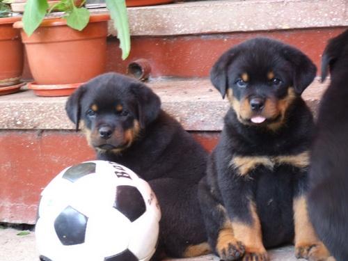 Vand catei rottweiler - Pret | Preturi Vand catei rottweiler