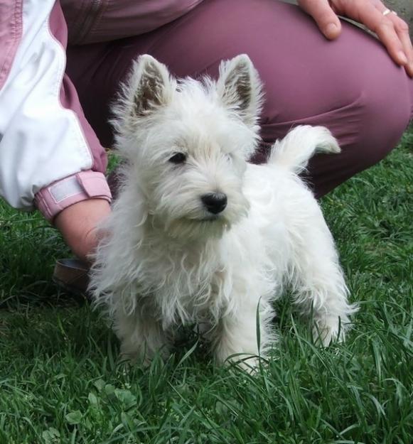 vanzare catelusi Westie - Pret | Preturi vanzare catelusi Westie