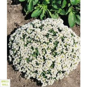 Alyssum  Snow Cloth - Pret | Preturi Alyssum  Snow Cloth