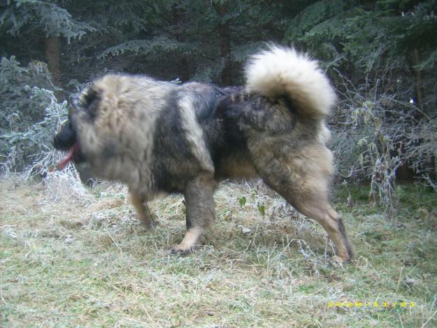 caucazian varsta 1.5 ani mascul - Pret | Preturi caucazian varsta 1.5 ani mascul