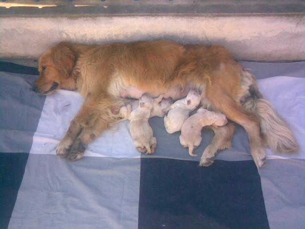 vand pui golden retriever - Pret | Preturi vand pui golden retriever