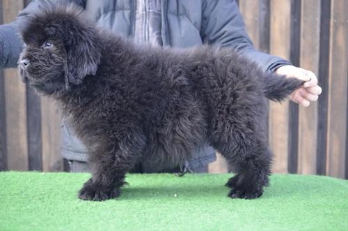 Terra Nova de show cu pedigree de CH - Pret | Preturi Terra Nova de show cu pedigree de CH