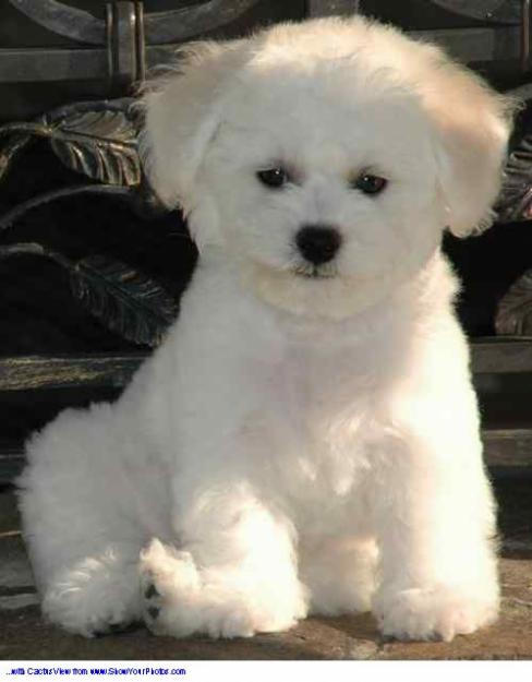 vand pui bichon frise - Pret | Preturi vand pui bichon frise