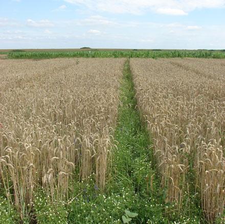 TEREN AGRICOL PE O SUPRAFATA DE 20 HA IN ZONA SARULESTI, JUDETUL CALARASI - Pret | Preturi TEREN AGRICOL PE O SUPRAFATA DE 20 HA IN ZONA SARULESTI, JUDETUL CALARASI