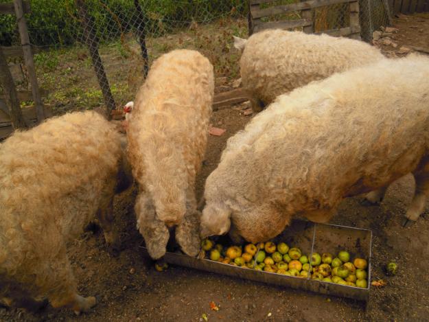 Porci MANGALITA rasa 100% pura-rasfat culinar de Sarbatori!! - Pret | Preturi Porci MANGALITA rasa 100% pura-rasfat culinar de Sarbatori!!