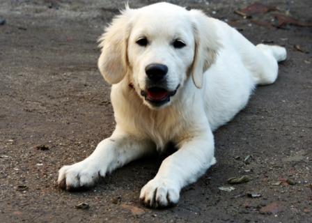 vand pui de golden retriever - Pret | Preturi vand pui de golden retriever