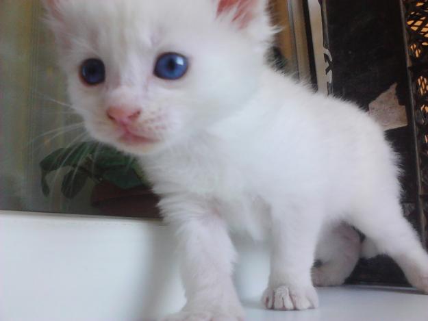 vand pui pisica Angora turceasca - Pret | Preturi vand pui pisica Angora turceasca