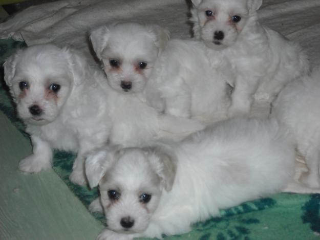VANZARE BICHON MALTEZ - Pret | Preturi VANZARE BICHON MALTEZ