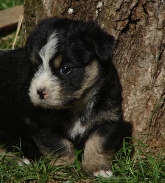 Catei bichon maltez - Pret | Preturi Catei bichon maltez