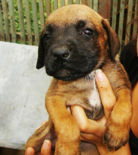 catelusi boxer de vanzare - Pret | Preturi catelusi boxer de vanzare