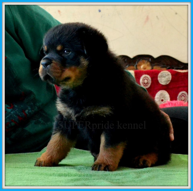 Rottweiler talie uriasa - Pret | Preturi Rottweiler talie uriasa