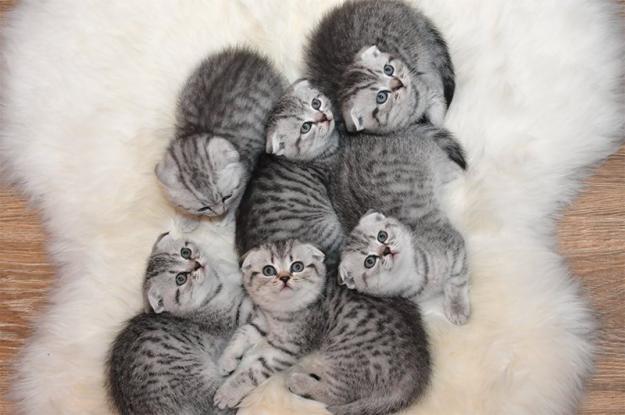 Pui Scottish Fold / British Short Hair - Pret | Preturi Pui Scottish Fold / British Short Hair