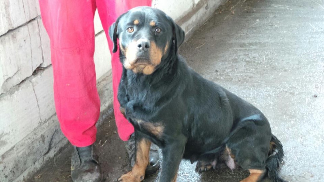 Femela rottweiler - Pret | Preturi Femela rottweiler