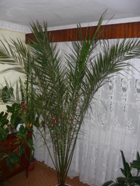 Palmier decorativ - Pret | Preturi Palmier decorativ
