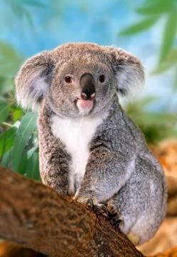 Puzzle Castorland 260 Koala - Pret | Preturi Puzzle Castorland 260 Koala