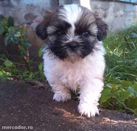 Vand Puiuti Shih-tzu - Pret | Preturi Vand Puiuti Shih-tzu