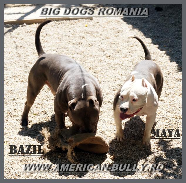 Pui American Bully - Pret | Preturi Pui American Bully