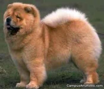 Chow Chow - Pret | Preturi Chow Chow