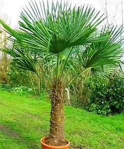 Palmieri rezistenti la frig , bananieri , plante tropicale , preturi de producator - Pret | Preturi Palmieri rezistenti la frig , bananieri , plante tropicale , preturi de producator