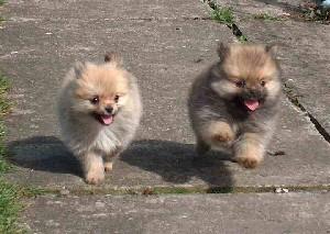 VAND PUI POMERANIAN CU PEDIGREE - Pret | Preturi VAND PUI POMERANIAN CU PEDIGREE