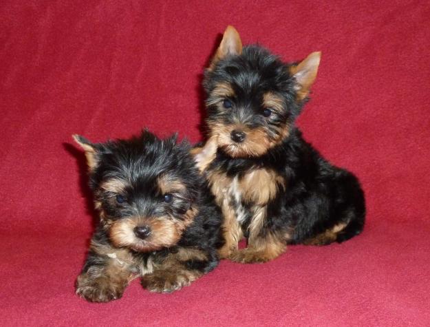 DE VANZARE YORKSHIRE TERRIER - Pret | Preturi DE VANZARE YORKSHIRE TERRIER