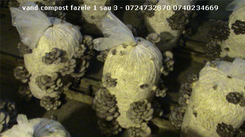 Pleurotus oferte consultanta - vand compost fazele 1 sau 3 - Pret | Preturi Pleurotus oferte consultanta - vand compost fazele 1 sau 3