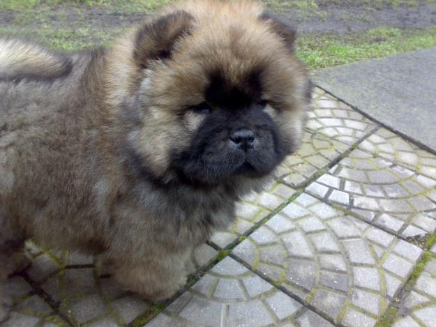 vand chow chow 190 euro rasa pura - Pret | Preturi vand chow chow 190 euro rasa pura