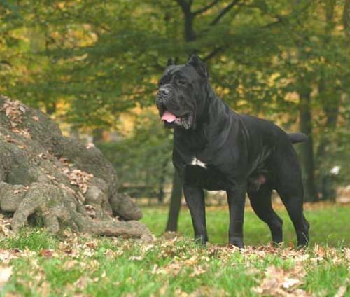 cane corso italiano - Pret | Preturi cane corso italiano