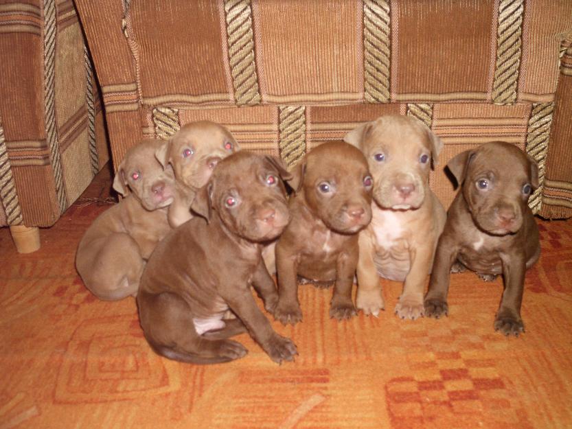 vand pitbull red nose varsta 7 saptamani - Pret | Preturi vand pitbull red nose varsta 7 saptamani