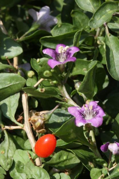 A VAND PLANTE SI SEMINTE GOJII - Pret | Preturi A VAND PLANTE SI SEMINTE GOJII