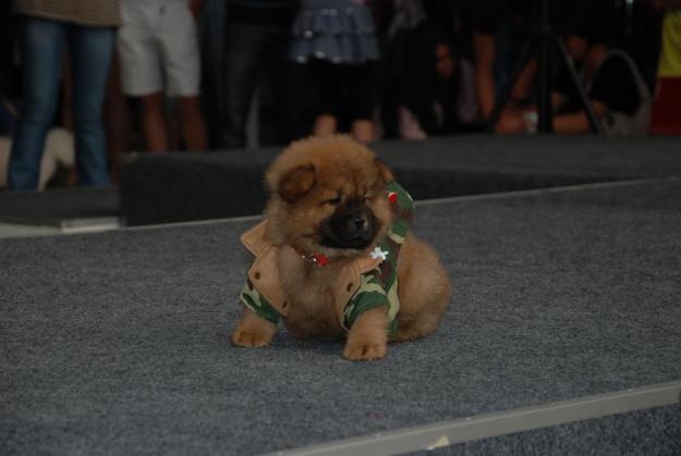 chow-chow -un catelus mandru -vedeta viitorului - Pret | Preturi chow-chow -un catelus mandru -vedeta viitorului