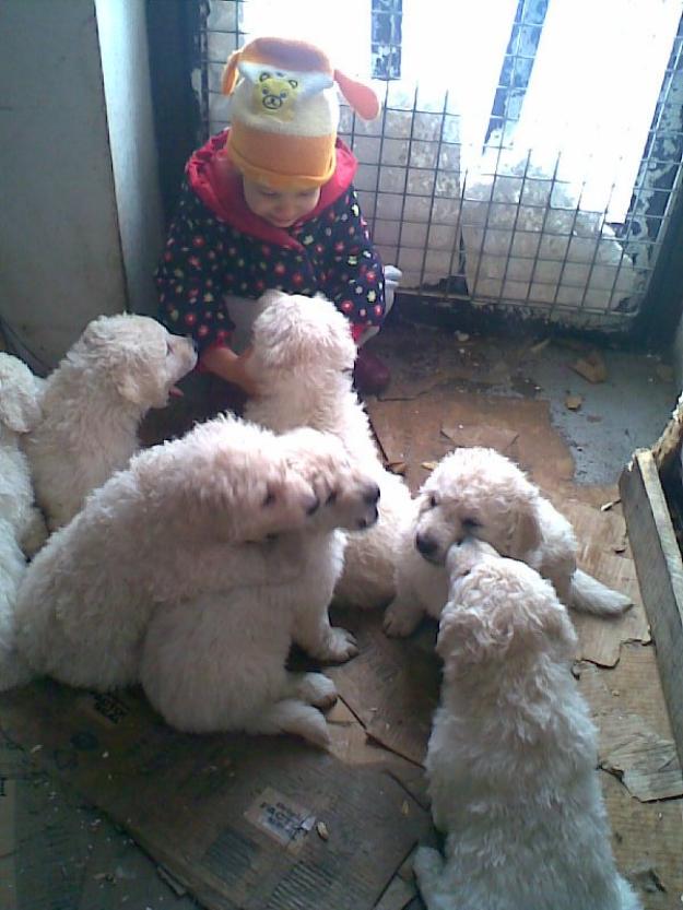 Kuvasz - Pret | Preturi Kuvasz