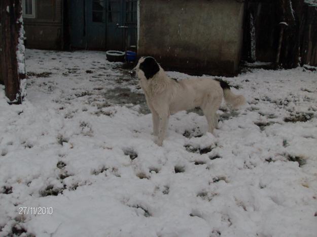 Vand femela ciobanesc de bucovina - Pret | Preturi Vand femela ciobanesc de bucovina