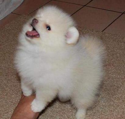 Vand puisori Pomeranian - Boo - ExtraToy - Pret | Preturi Vand puisori Pomeranian - Boo - ExtraToy